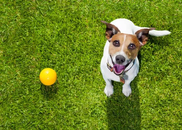 Bilan pré-adoption pour chiot, Wattrelos, Educanyx