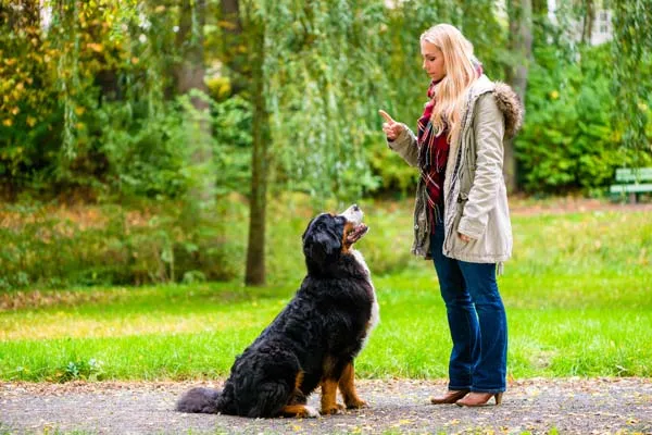 Éduquer son chiot avec un clicker, Wattrelos, Educanyx