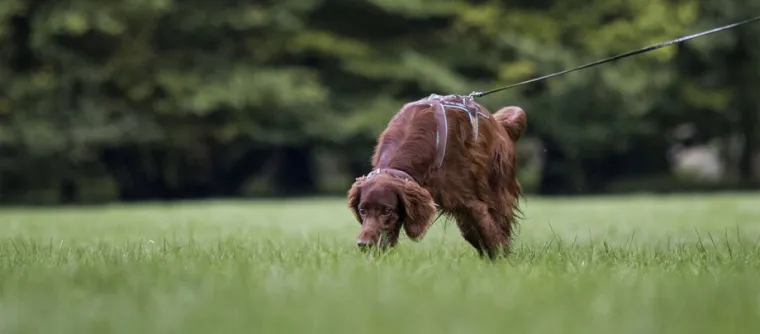 Faire du mantrailing avec son chien, Wattrelos, Educanyx