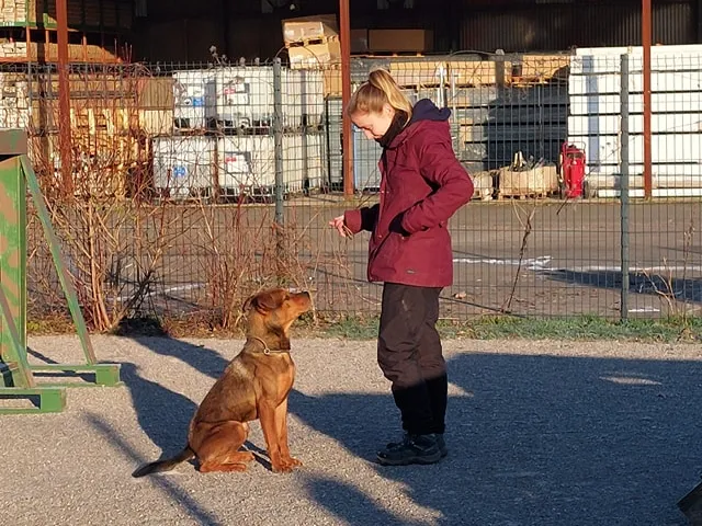 Cours individuels d'éducation canine pour chiot et chien adulte compliqués, Wattrelos, Educanyx