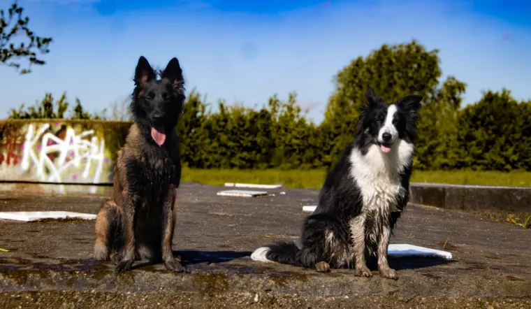 Apprendre à votre chien à se sociabiliser avec des cours collectifs, Wattrelos, Educanyx