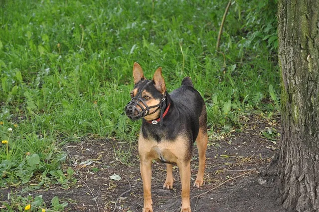 Apprendre à mon chien à porter la muselière à Wattrelos , Wattrelos, Educanyx