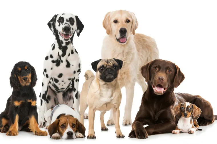 Quelle race de chien choisir ? - Educanyx à Wattrelos vous conseille !, Wattrelos, Educanyx