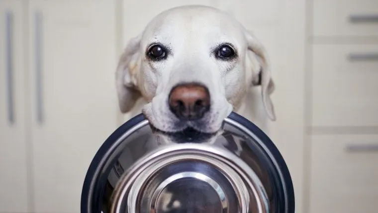 Quelle nourriture pour mon chien ? Votre éducateur canin Educanyx à Villeneuve d'Ascq vous répond. , Wattrelos, Educanyx