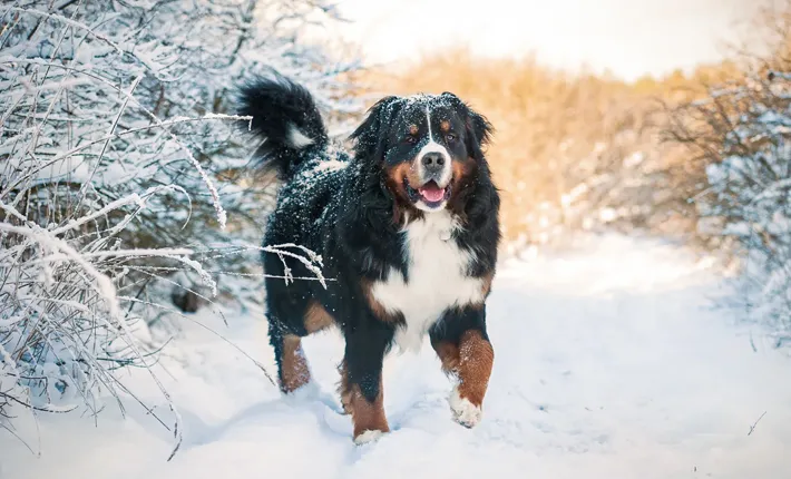 Quelles précautions prendre pour mon chien dans la neige ? Votre éducatrice canine à Wattrelos vous répond !, Wattrelos, Educanyx