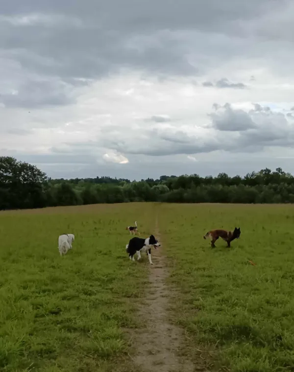 Votre éducatrice canine à Villeneuve d'Ascq vous présente les bienfaits des balades collectives ! , Wattrelos, Educanyx