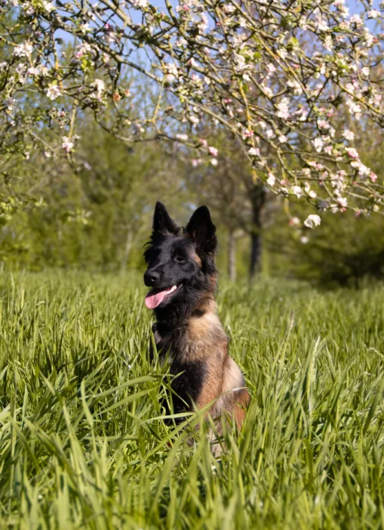 Comment être cohérent pour éduquer son chien ? Votre éducateur canin à Villeneuve d'Ascq vous répond !, Wattrelos, Educanyx